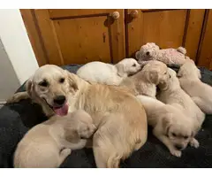 Adorable golden retriever puppies