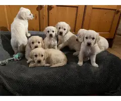 Adorable golden retriever puppies - 2
