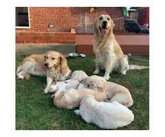 Adorable golden retriever puppies - 4