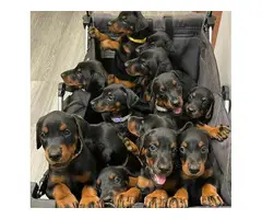 Healthy Doberman Pinscher puppies - 2