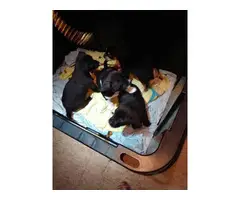 Two full-blooded male chihuahua puppies - 6