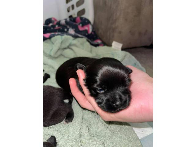 5 Shichi puppies looking a for new home Columbus - Puppies for Sale Near Me