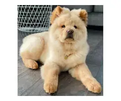 7 months old puppy pure bred Chow Chow