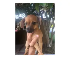 Male Chihuahua puppy for adoption