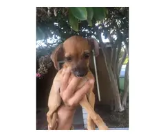 Male Chihuahua puppy for adoption - 2