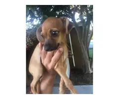 Male Chihuahua puppy for adoption - 4