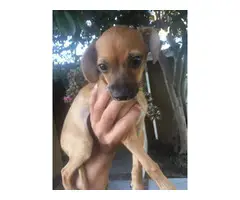 Male Chihuahua puppy for adoption - 5