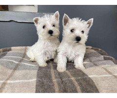 Outstanding Snowball<>Westie Puppies For Good Homes