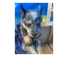 3 Australian cattle dog puppies for sale