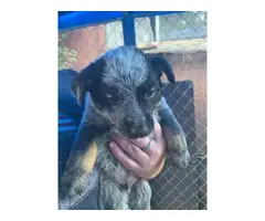 3 Australian cattle dog puppies for sale - 3
