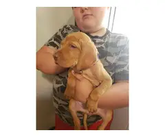 6 wonderful Vizsla puppies for adoption - 2