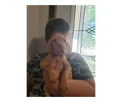 6 wonderful Vizsla puppies for adoption - 3