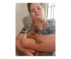 6 wonderful Vizsla puppies for adoption - 4
