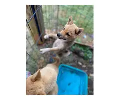 2 Purebred Shiba inu puppies for sale - 2