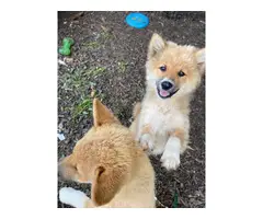 2 Purebred Shiba inu puppies for sale - 4