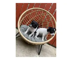 2 Chihuahua puppies for sale - 2