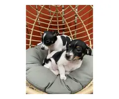 2 Chihuahua puppies for sale - 3