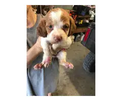 Brittany puppies for sale
