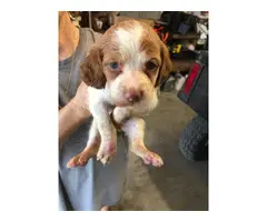 Brittany puppies for sale - 3