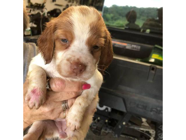 Brittany puppies for sale Scottsville - Puppies for Sale Near Me