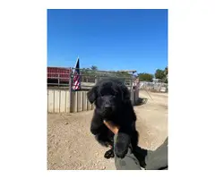 Female black German Shepherd Puppy - 2