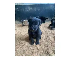 Female black German Shepherd Puppy - 3