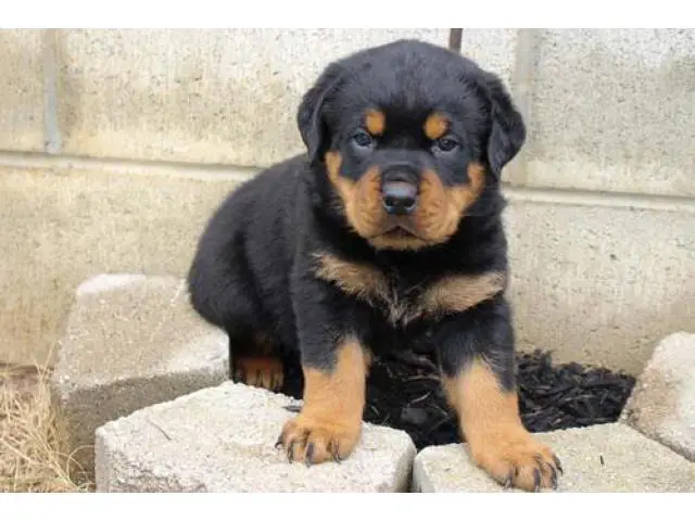 Two Rottweiler puppies
