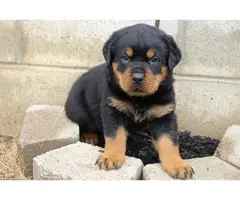 Two Rottweiler puppies