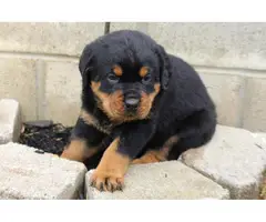 Two Rottweiler puppies - 2