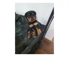 Two Rottweiler puppies - 4