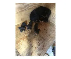 Two Rottweiler puppies - 6