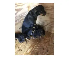Two Rottweiler puppies - 7