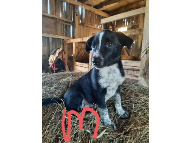 Male and female border heeler puppies