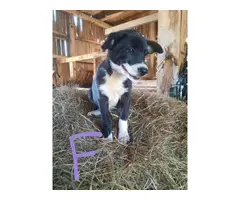 Male and female border heeler puppies - 5