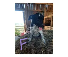 Male and female border heeler puppies - 7