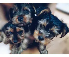 Gorgeous Yorkie puppies for sale