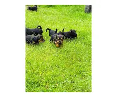 Gorgeous Yorkie puppies for sale - 2