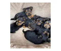 Gorgeous Yorkie puppies for sale - 3