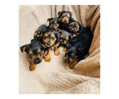 Gorgeous Yorkie puppies for sale - 4