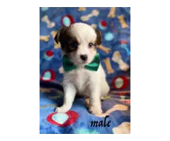 8 weeks old Papillon puppy for sale