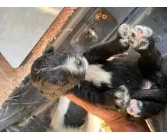 Beautiful Black and Merle Aussiedoodle Puppies - 2