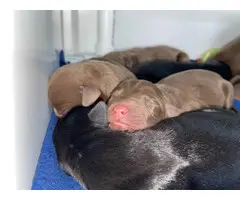 AKC lab puppies available - 2