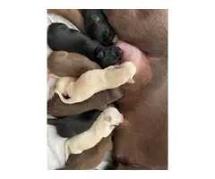AKC lab puppies available - 4