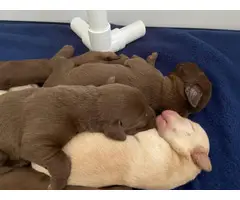 AKC lab puppies available - 7