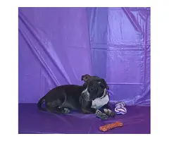2 months old ABKC American Bully puppies - 4