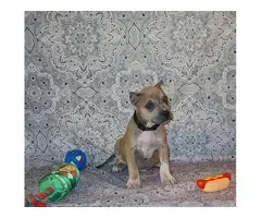 2 months old ABKC American Bully puppies - 7