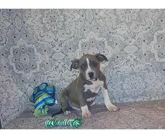 2 months old ABKC American Bully puppies - 10