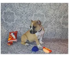 2 months old ABKC American Bully puppies - 11