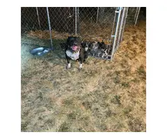 2 months old ABKC American Bully puppies - 13