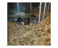 2 months old ABKC American Bully puppies - 14